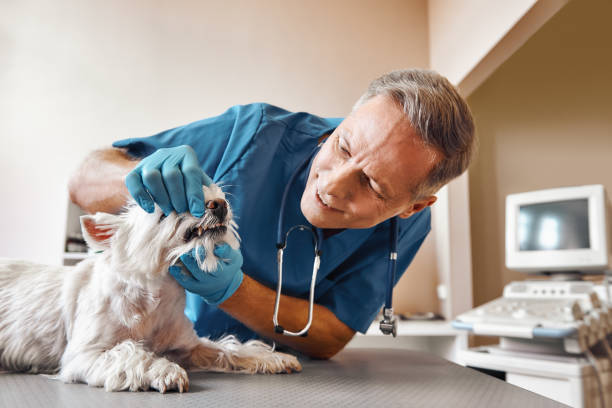 Best Emergency Dental Care for Broken or Chipped Teeth in Cheney, KS